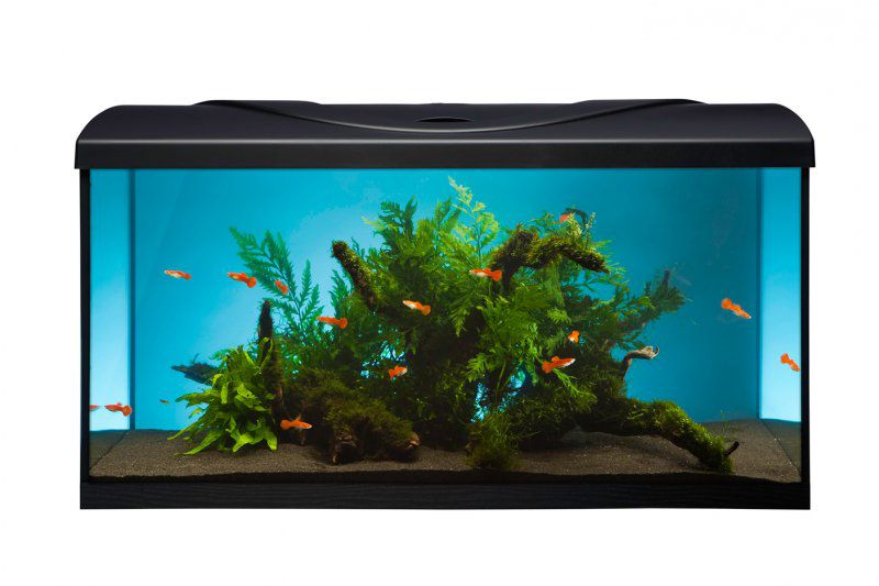 Acvariu 112l+echipament – Diversa STARTUP 80 LED Expert, cu geam frontal drept, negru, capac, iluminare, filtru, încălzitor