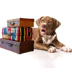 Călătorie cu c&acirc;ini