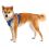 Ruffwear Front Range® Harnașament, Coastal Mountains S