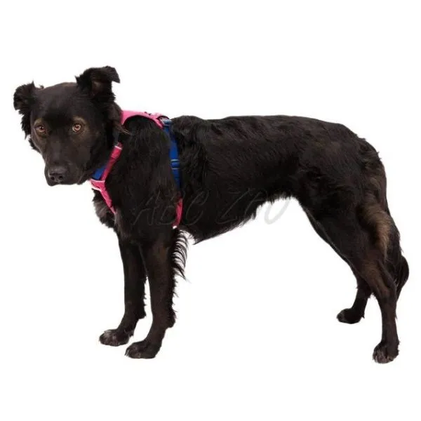 Ruffwear Hi & Light™ Harness, Alpenglow Pink XXS | ABC-ZOO