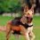 Rucsac dublu DOG SCOUT pentru c&acirc;ini, reflectorizant - 27 x 15 cm