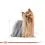 ROYAL CANIN ADULT YORKSHIRE 24 x 85 g