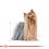 ROYAL CANIN ADULT YORKSHIRE 36 x 85 g