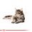ROYAL CANIN Maine Coon Pliculeț - 24 x 85 g