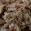 Terrabloom Moss 12 L - presat