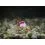 Delphin Feeder Braided Sting / 10x / 12cm/0,20mm/Chinu 4