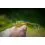 Shimano Exsence Shallow Assassin 99mm/14g T01 Bora