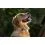 Tractive DOG 6 XL &ndash; localizator GPS pentru c&acirc;ini și monitor de sănătate, maro