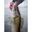 Berkley Cullshad 15cm/50g Deep Lime Ice