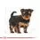 ROYAL CANIN YORKSHIRE JUNIOR 7,5 kg