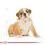 ROYAL CANIN Bulldog PUPPY - 3 kg