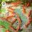 Dennerle Shrimp King - Yummy Gum 50g