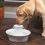 Fântână Drinkwell Avalon pentru câini şi pisici - ceramică, 2L