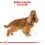 ROYAL CANIN COCKER SPANIEL 3 kg