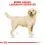 ROYAL CANIN LABRADOR RETRIEVER 12 kg