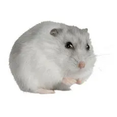 Cuşcă pentru hamster