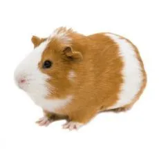 Cușcă pentru cobai