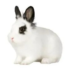 Cușcă pentru iepuri