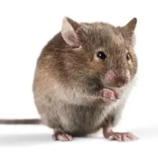 Cușcă pentru șoareci