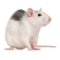 Cușcă pentru șobolani