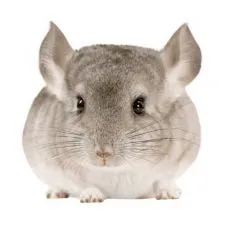 Cușcă pentru chinchilla