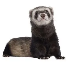 Cușcă pentru dihor