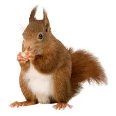 Cușcă pentru veveriță