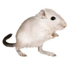 Cușcă pentru gerbil