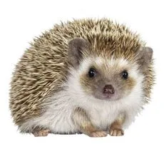 Cușcă pentru arici