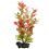 Ludwigia Repens (Red Ludwigia) - plantă Tetra 23 cm, M