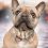 TICKLESS MINI Repelent cu ultrasunete reîncărcabil pentru câinii mici - roz-auriu