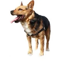 Granule pentru c&acirc;ini adulți