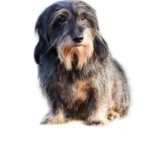 Granule pentru c&acirc;ini seniori