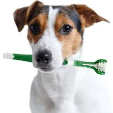 &Icirc;ngrijirea dentară, igiena orală