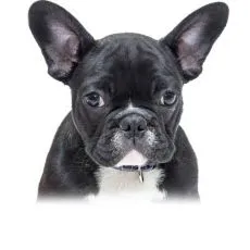  &Icirc;ngrijirea ochilor şi urechilor