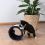 Sisal pentru pisici cu jucărie în formă de cerc.