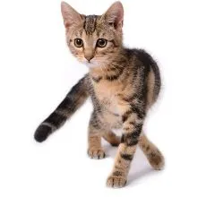 Granule pentru pisicuțe