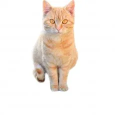 Granule pentru pisici adulte