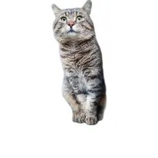 Granule pentru pisici seniori