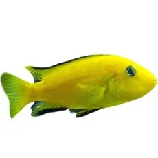 Ciclide - ciclide african