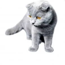 Hrană pentru rase de pisici