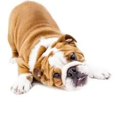 Granule dietetice pentru c&acirc;ini