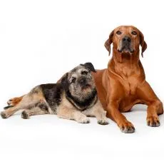 Granule pentru c&acirc;ini cu piele sensibilă