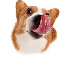 Hrană pentru câini cu digestia sensibilă
