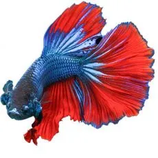 Peşte guppi, peşte betta