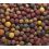Mivardi Rapid boilies - 2,5 kg Multi Mix