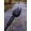 Fox Black Label QR Banksticks 30cm