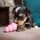 Kong Puppy Grenade S