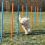Obstacole pentru câini - Agility Slalom 115x3cm