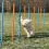 Obstacole pentru c&acirc;ini - Agility Slalom 115x3cm